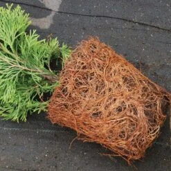 'Emerald Green' Arborvitae (aka 'Smaragd') -Great Garden Plants Sales Store thuja emerald arborvitae 4 sw