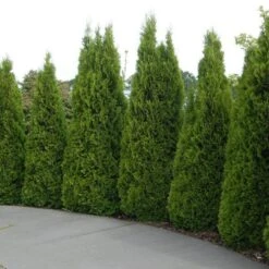 'Emerald Green' Arborvitae (aka 'Smaragd') -Great Garden Plants Sales Store thuja emerald arborvitae 5 sw