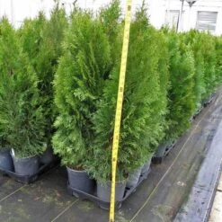 'Emerald Green' Arborvitae (aka 'Smaragd') -Great Garden Plants Sales Store thuja emerald arborvitae 6 sw
