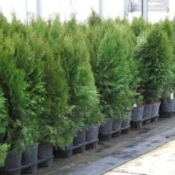 'Emerald Green' Arborvitae (aka 'Smaragd') -Great Garden Plants Sales Store thuja emerald arborvitae 7 sw