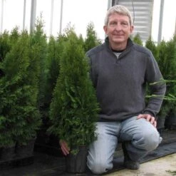 'Emerald Green' Arborvitae (aka 'Smaragd') -Great Garden Plants Sales Store thuja emerald arborvitae 8 sw