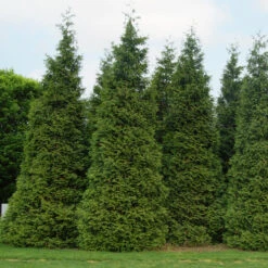 'Green Giant' Arborvitae/Thuja 11 'Green Giant' Arborvitae/Thuja -Great Garden Plants Sales Store thuja green giant 3copy2