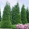 'Green Giant' Arborvitae/Thuja