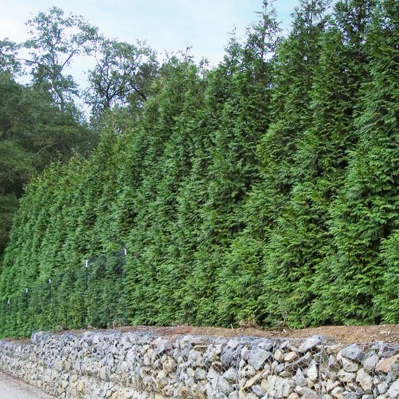 'Green Giant' Arborvitae/Thuja 6 'Green Giant' Arborvitae/Thuja - Image 6