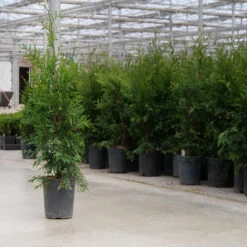 'Green Giant' Arborvitae/Thuja 9 'Green Giant' Arborvitae/Thuja -Great Garden Plants Sales Store thuja green giant 8copy