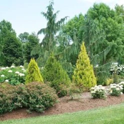 Fluffy® Arborvitae -Great Garden Plants Sales Store thuja plicata fluffy 3 sw