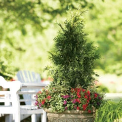 Spring Grove® Western Arborvitae -Great Garden Plants Sales Store thuja plicata spring grove 3