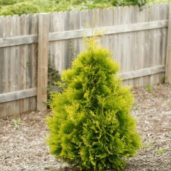 Polar Gold® Arborvitae -Great Garden Plants Sales Store thuja polar gold 1