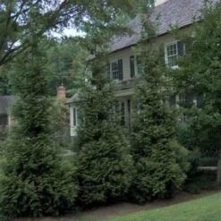 'Hetz Wintergreen' Arborvitae -Great Garden Plants Sales Store thuja wintergreen arborvitae 3 sw