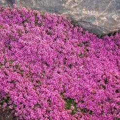 Red Creeping Thyme -Great Garden Plants Sales Store thymus coccineus creeping thyme 2 sw