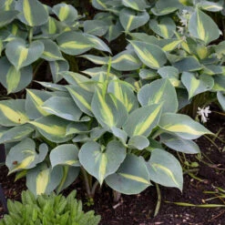 'Touch Of Class' Hosta -Great Garden Plants Sales Store touch of class hosta 3