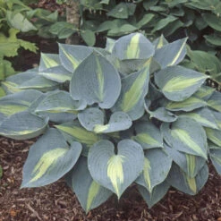 'Touch Of Class' Hosta -Great Garden Plants Sales Store touch of class hosta 4
