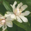 'Venus' Sweetshrub