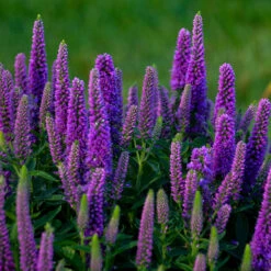 Magic Show® 'Purple Illusion' Spike Speedwell -Great Garden Plants Sales Store veronica purple illusion 3 P