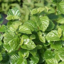 Glitters & Glows™ Viburnum Combination 8 Glitters & Glows™ Viburnum Combination -Great Garden Plants Sales Store viburnum all that glitters 2 sw