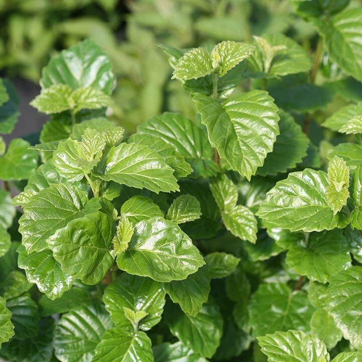 Glitters & Glows™ Viburnum Combination 4 Glitters & Glows™ Viburnum Combination - Image 4