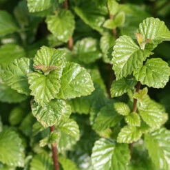 All That Glows® Arrowwood Viburnum 6 All That Glows® Arrowwood Viburnum -Great Garden Plants Sales Store viburnum all that glows 1