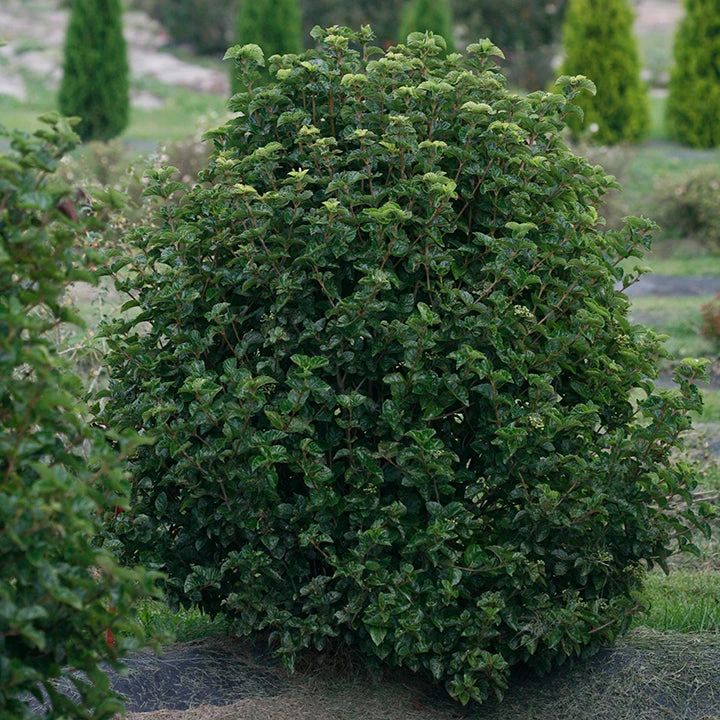 All That Glows® Arrowwood Viburnum 2 All That Glows® Arrowwood Viburnum - Image 2