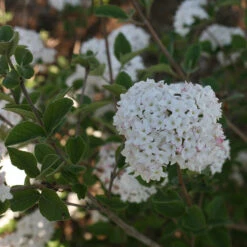Spice Baby™ Koreanspice Viburnum