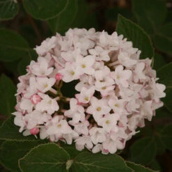 Spice Baby™ Koreanspice Viburnum 6 Spice Baby™ Koreanspice Viburnum -Great Garden Plants Sales Store viburnum carlesii spice baby 3