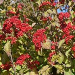 Cardinal Candy® Linden Viburnum