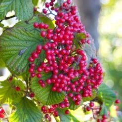 Cardinal Candy® Linden Viburnum -Great Garden Plants Sales Store viburnum dilitatum cardinal candy 3 sw