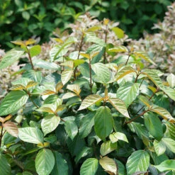 Shiny Dancer® Viburnum -Great Garden Plants Sales Store viburnum shiny dancer 2