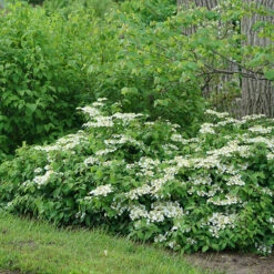 Wabi-Sabi® Doublefile Viburnum -Great Garden Plants Sales Store viburnum wabi sabi 3