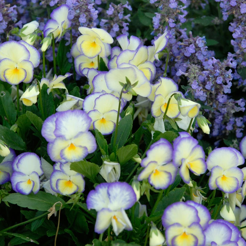 'Etain' Perennial Violet 1 'Etain' Perennial Violet