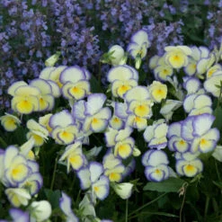 'Etain' Perennial Violet 8 'Etain' Perennial Violet -Great Garden Plants Sales Store viola etain 2