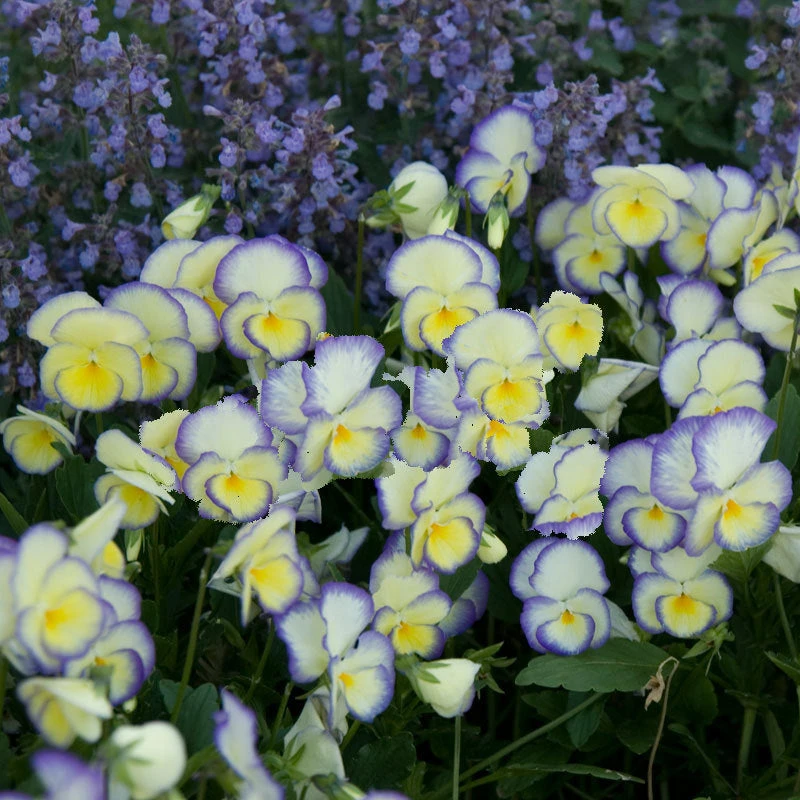 'Etain' Perennial Violet 4 'Etain' Perennial Violet - Image 4