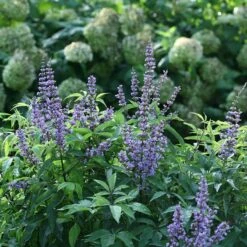 Blue Diddley® Chaste Tree 6 Blue Diddley® Chaste Tree -Great Garden Plants Sales Store vitex blue diddley 1 P sw