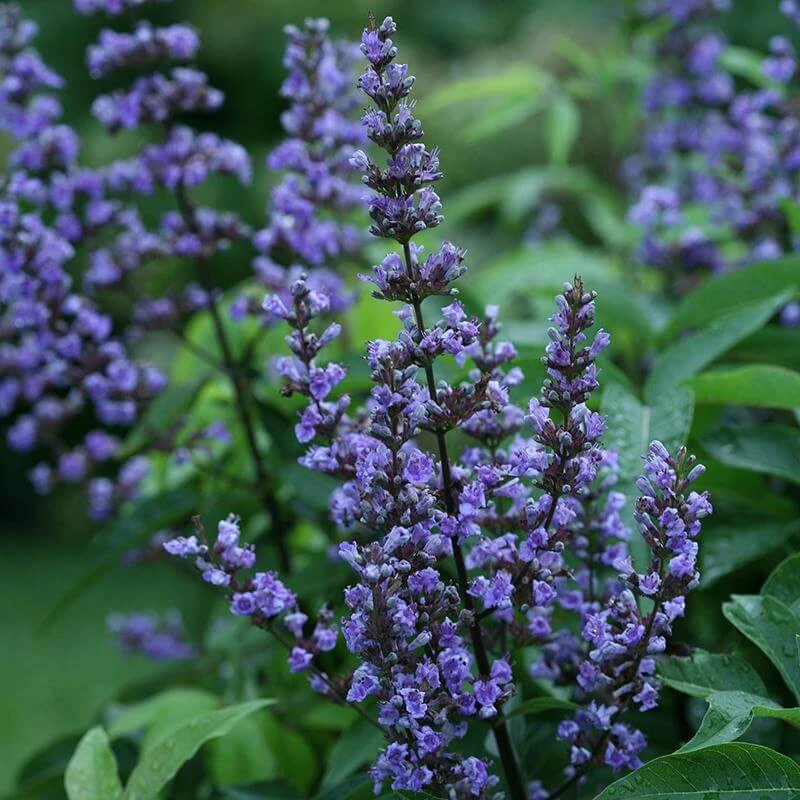 Blue Diddley® Chaste Tree 2 Blue Diddley® Chaste Tree - Image 2