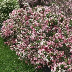 Czechmark Trilogy® Weigela -Great Garden Plants Sales Store weigela czechmark trilogy 2 sw