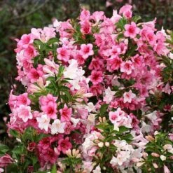Czechmark Trilogy® Weigela -Great Garden Plants Sales Store weigela czechmark trilogy 3 sw