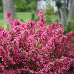 Sonic Bloom® Pink Weigela -Great Garden Plants Sales Store weigela sonic bloom pink 2