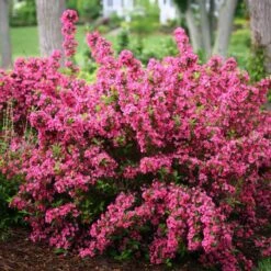 Sonic Bloom® Pink Weigela -Great Garden Plants Sales Store weigela sonic bloom pink 3