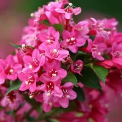 Sonic Bloom® Pink Weigela -Great Garden Plants Sales Store weigela sonic bloom pink 5