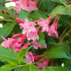 Sonic Bloom® Pink Weigela -Great Garden Plants Sales Store weigela sonic bloom pink 6