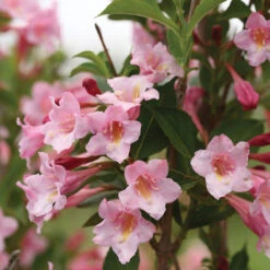 Sonic Bloom® Pure Pink Weigela
