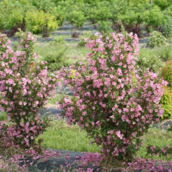 Sonic Bloom® Pure Pink Weigela -Great Garden Plants Sales Store weigela sonic bloom pure pink 3