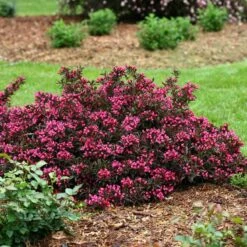 Spilled Wine® Weigela -Great Garden Plants Sales Store weigela spilled wine 3