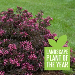 Spilled Wine® Weigela -Great Garden Plants Sales Store weigela spilled wine 4