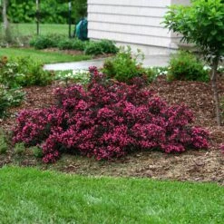 Spilled Wine® Weigela -Great Garden Plants Sales Store weigela spilled wine 5