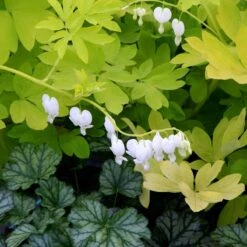 'White Gold' Bleeding Heart