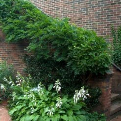 'Amethyst Falls' Wisteria 5 'Amethyst Falls' Wisteria -Great Garden Plants Sales Store wisteria amethyst falls 5 sw